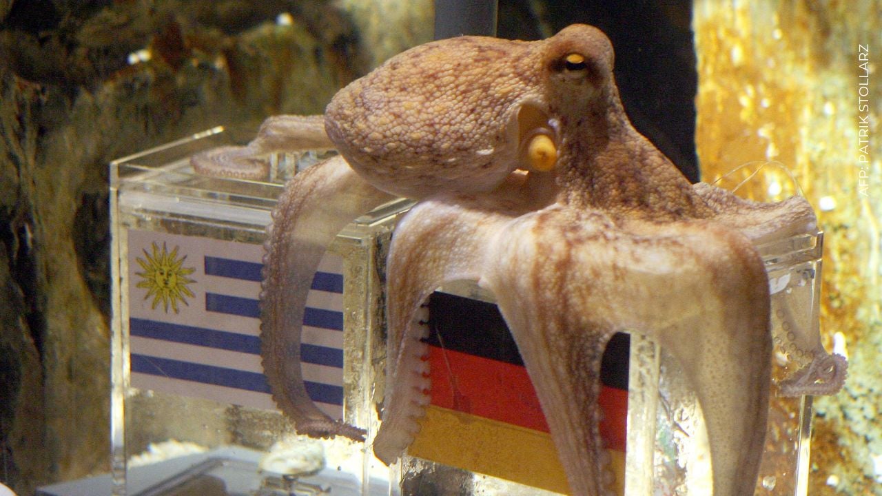 Pulpo paul del mundial 2010