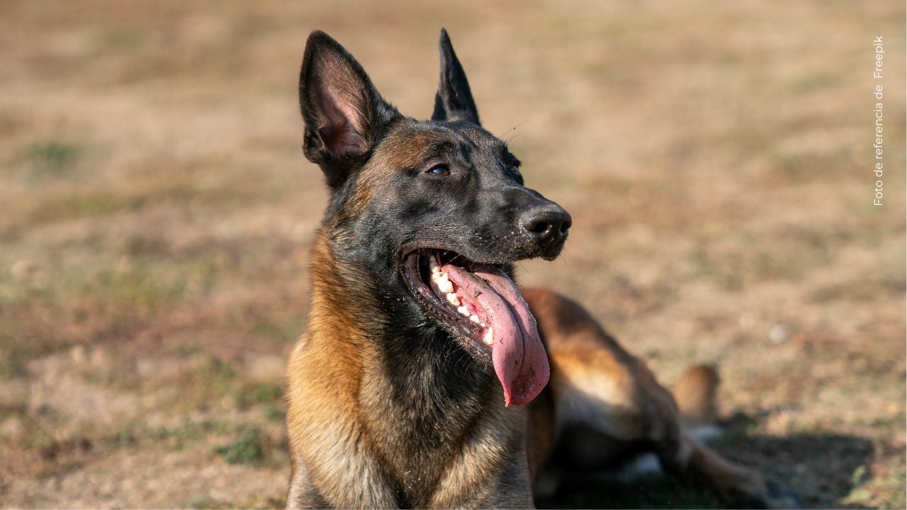 Dastan participará en misión de rescate en Venezuela en medio de la crisis actual