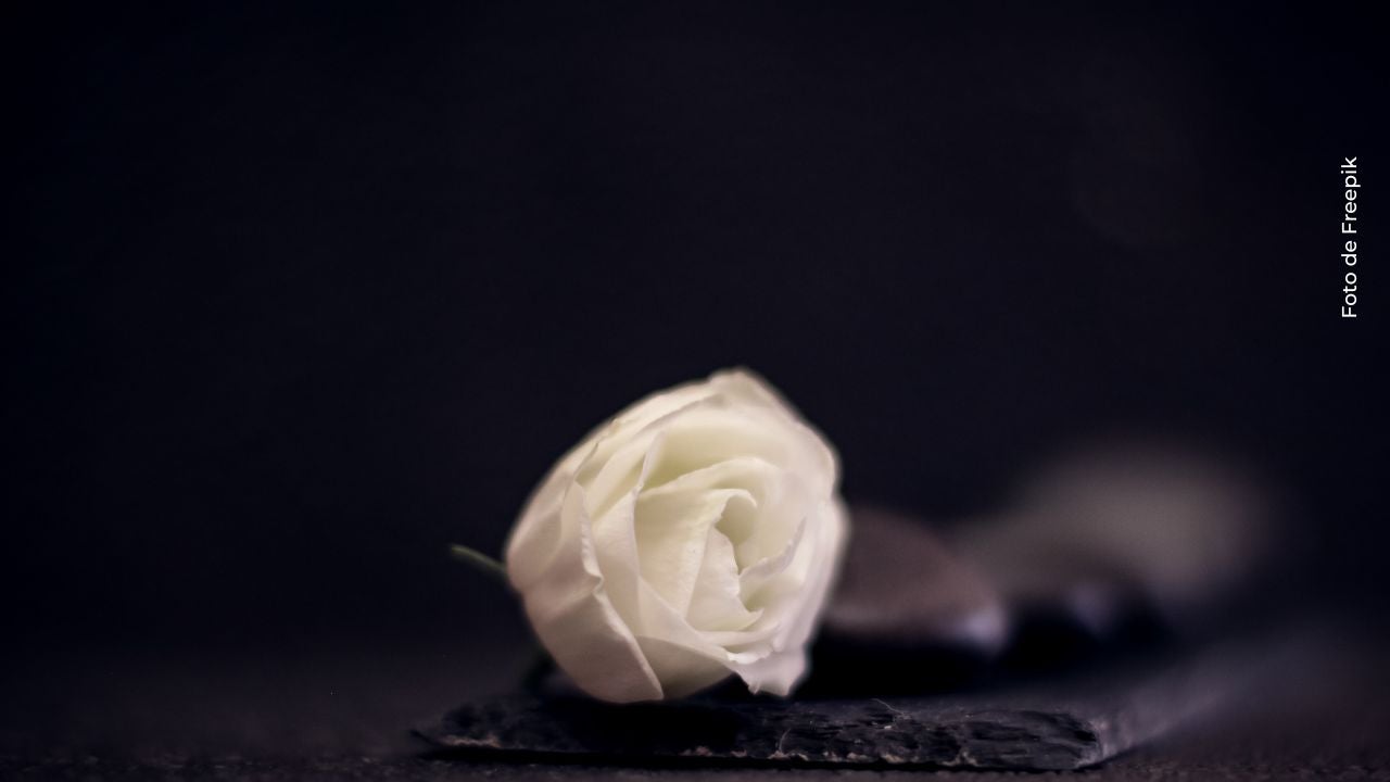 Rosa blanca