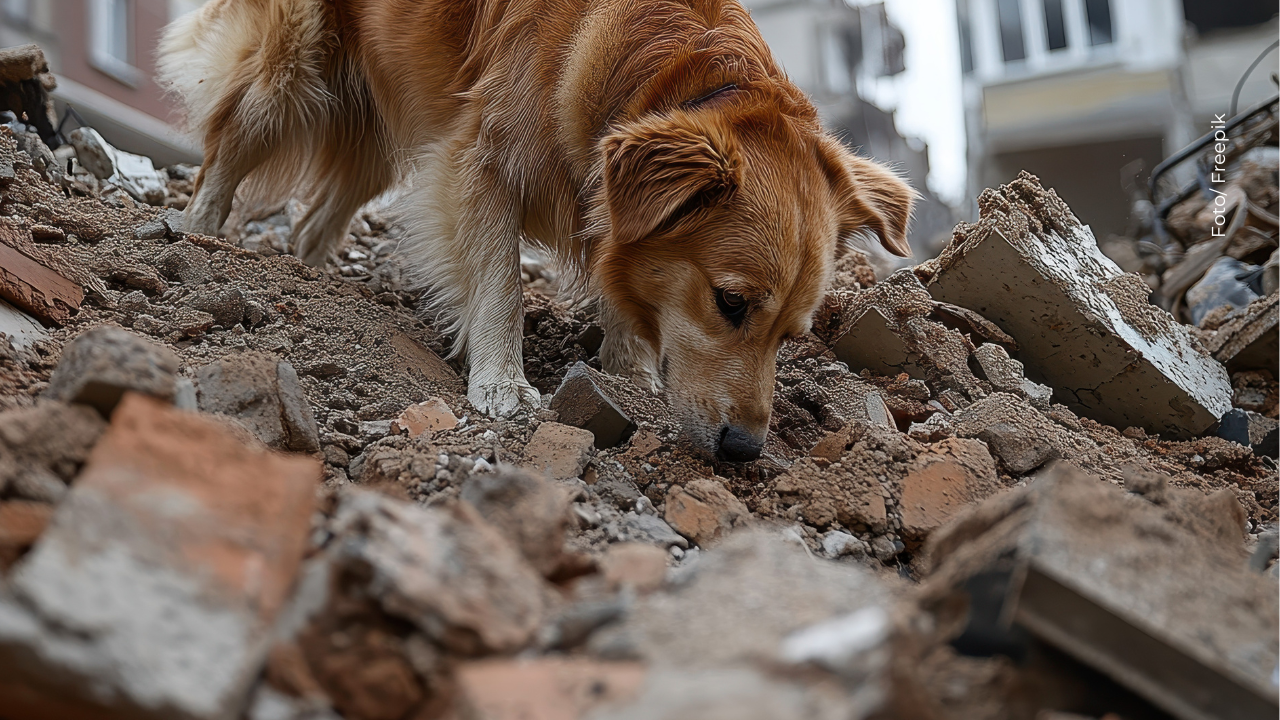 El desgarrador momento de un perrito que espera a su familia tras la tragedia en Venezuela