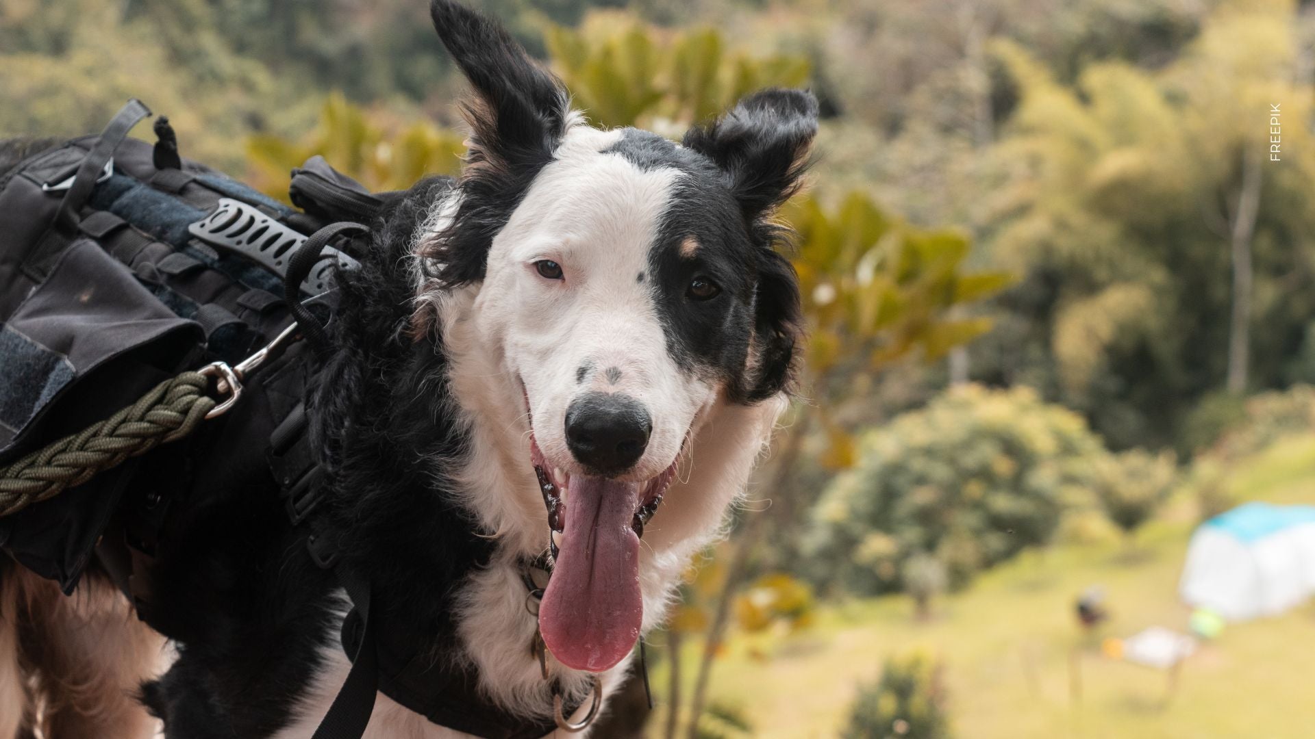 Tsunami, perro rescatista en Venezuela