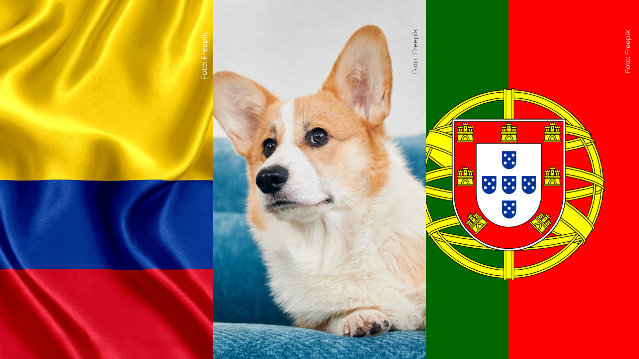 Perro Steph comparado con el Pulpo Paul predice el resultado del partido de Colombia y Portugal: ¿cuál?