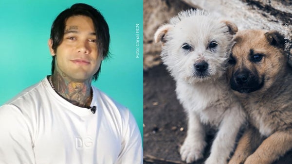 Yeferson Cossio desata críticas en redes por la condición que impuso para rescatar perritos abandonados