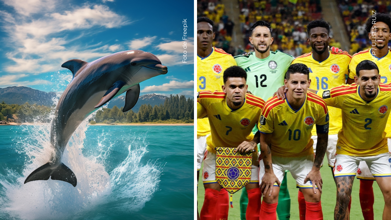 Imagen de un delfín - Jugadores de la Selección Colombia en el Mundial.