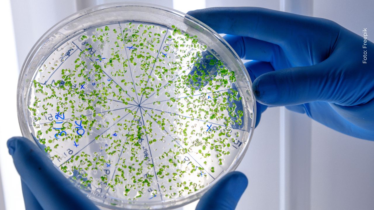 La Blanquita revela que una bacteria está dañando sus órganos