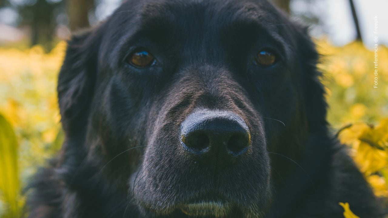 El inesperado detalle que convirtió a esta perrita en sensación en redes.