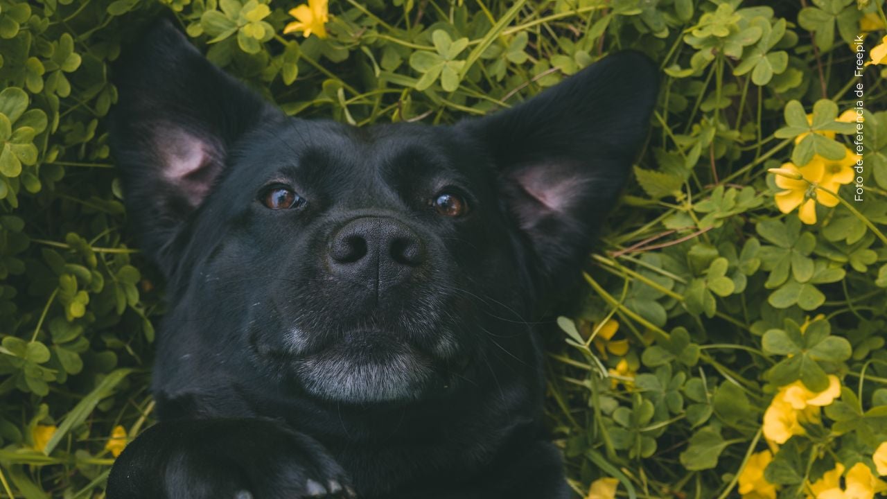 La perrita que conquistó las redes por reaccionar solo al acento costeño.