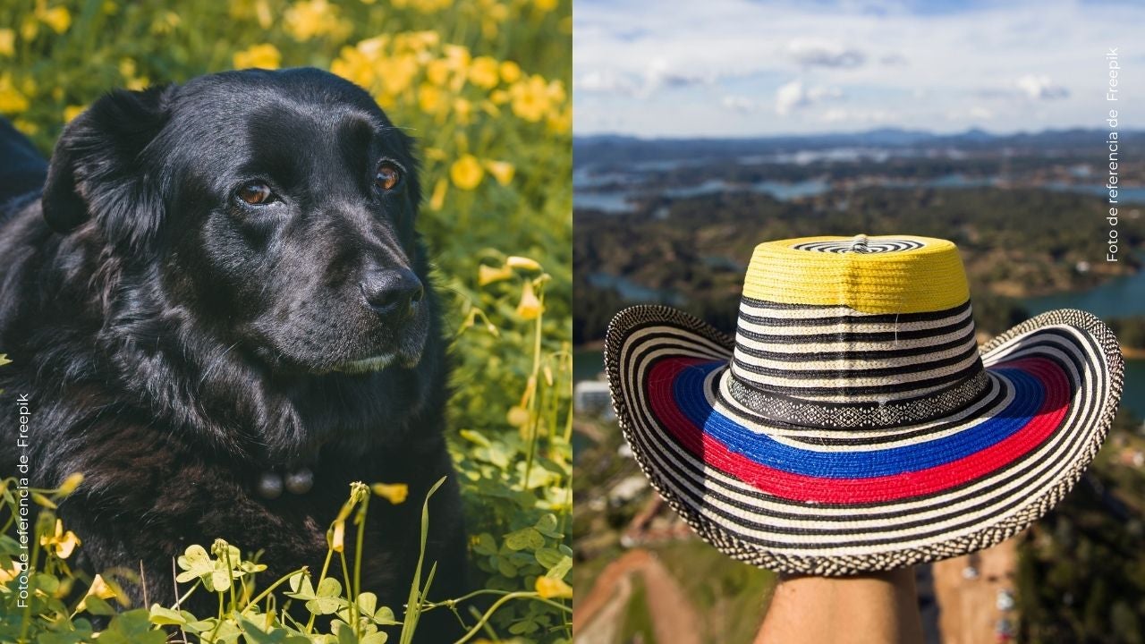 Así descubrieron que esta perrita solo responde cuando le hablan en acento costeño.