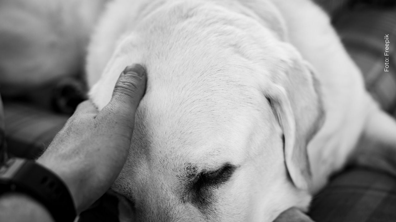 Felipe Peláez conmueve al anunciar la muerte de su mascota
