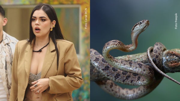 La Segura mostró el susto que vivió con serpiente: "Me fueron dando 3 desmayos" La Segura mostró el susto que vivió con serpiente: "Me fueron dando 3 desmayos"