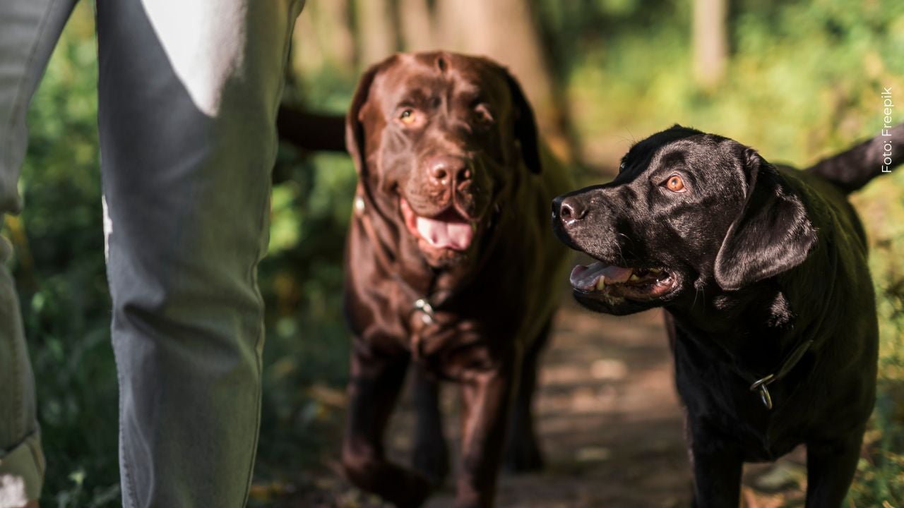 Conozca a los perros que acompañan a los soldados en las labores de rescate tras el terremoto en Colombia