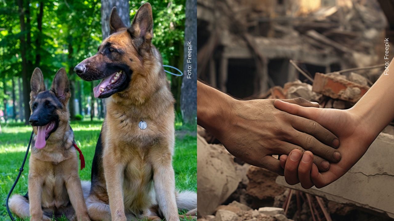 Seis perros hacen parte del equipo especializado de búsqueda y rescate