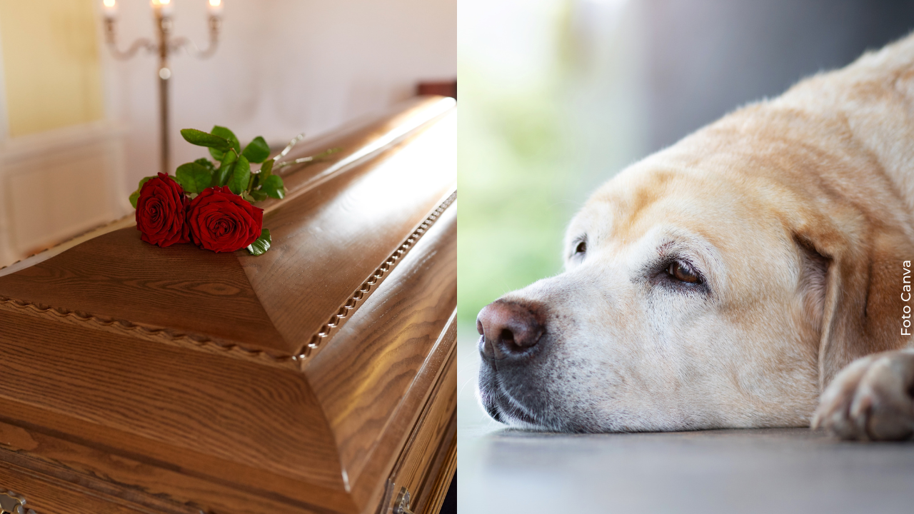 Salomón, el perro rescatado de los escombros, protagonizó una conmovedora escena en el funeral de su dueña