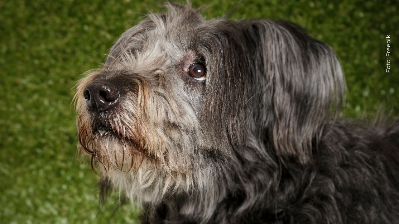 Salomón, el perro que sobrevivió al terremoto de Colombia, conmueve las redes con su historia