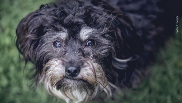Video muestra cómo quedó Salomón, el perro que sobrevivió al terremoto gracias a su dueña Video muestra cómo quedó Salomón, el perro que sobrevivió al terremoto gracias a su dueña