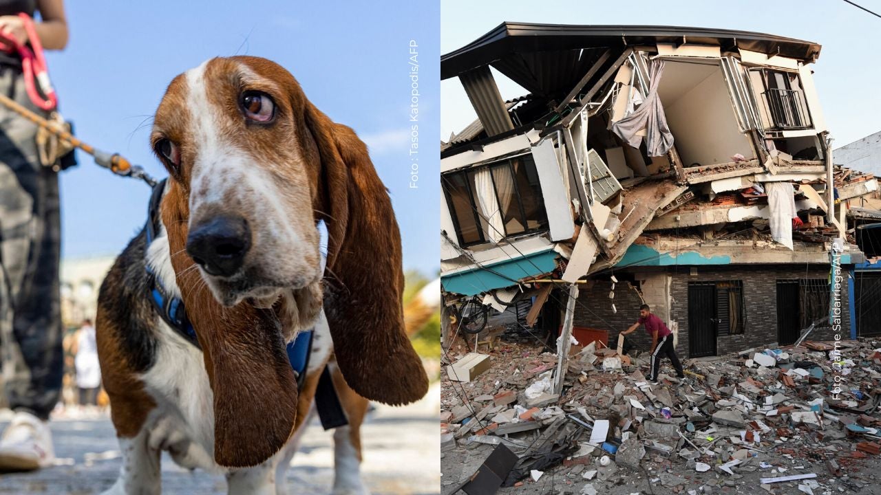 Las autoridades siguen rescatando animales tras el terremoto.