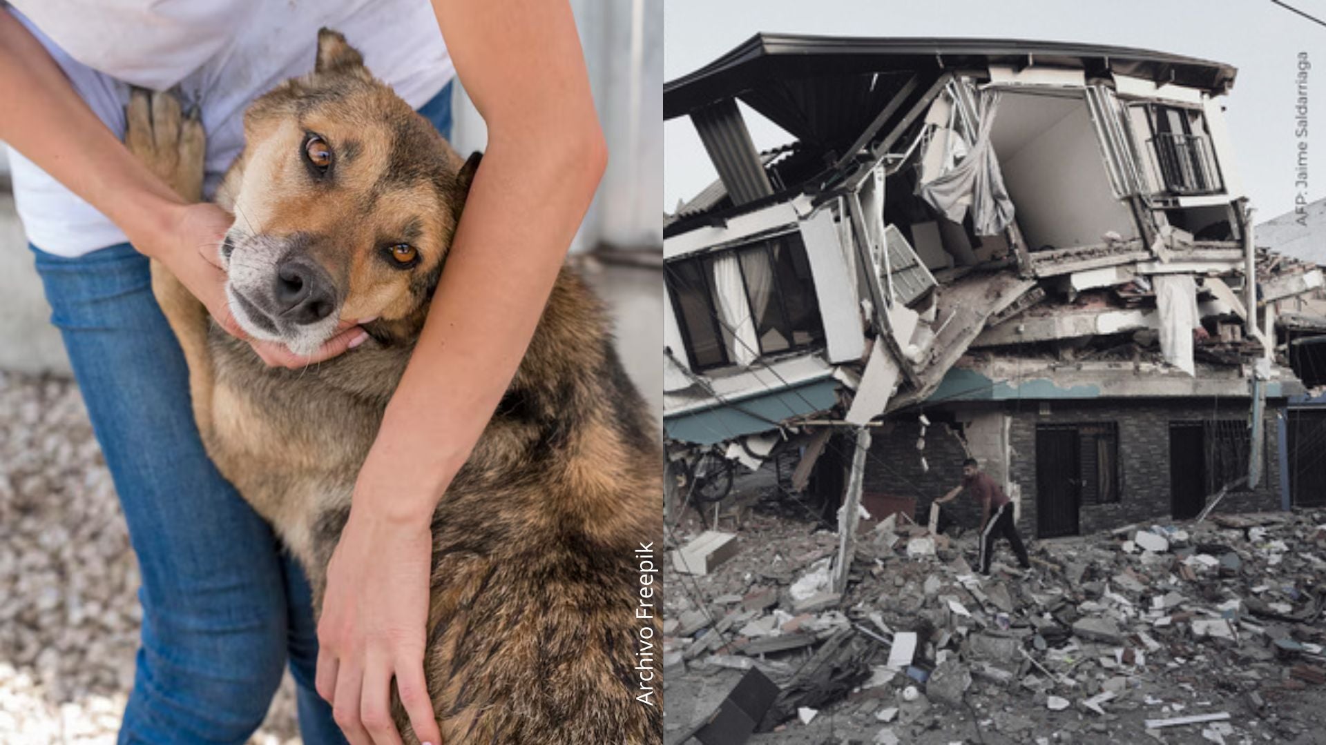 No dejaron de buscarla: así fue el rescate de la perrita que sobrevivió seis días bajo los escombros