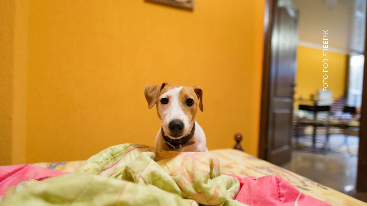 Nicolás Arrieta dijo que el perrito se parecía a él