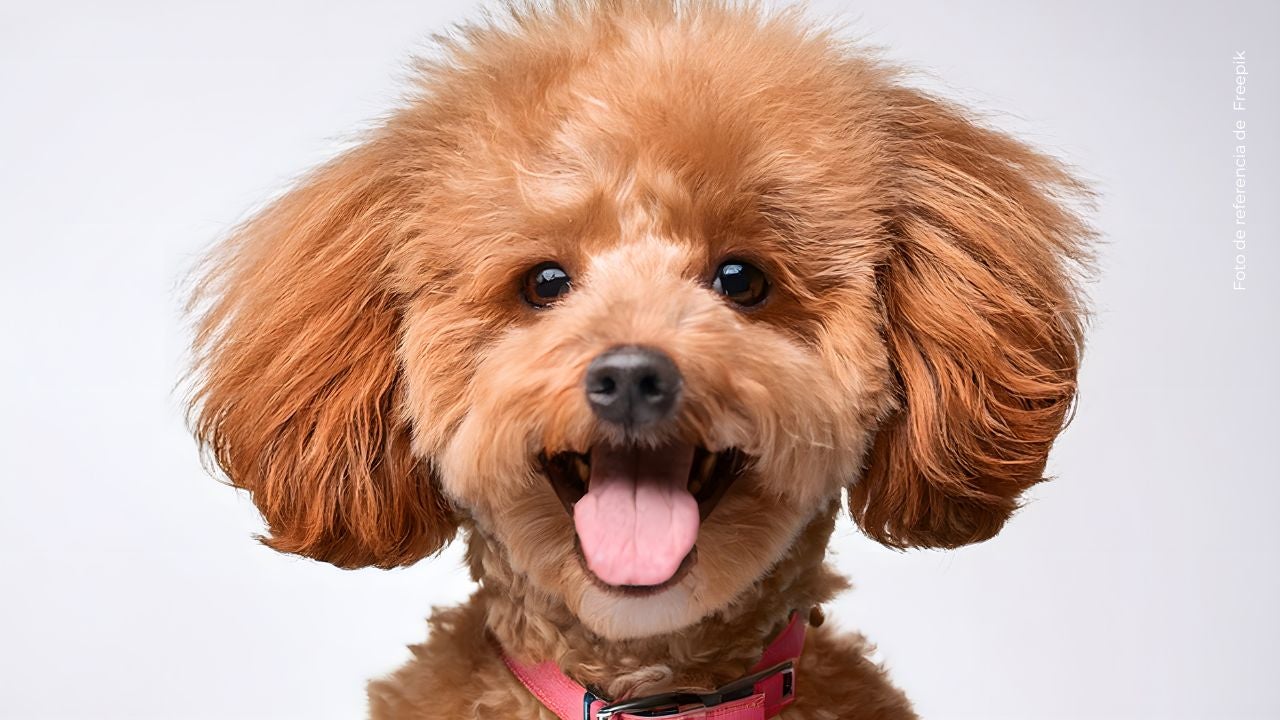 Ryan Castro ya no está solo: presentó a su nueva mascota y la llamó su “princesa”