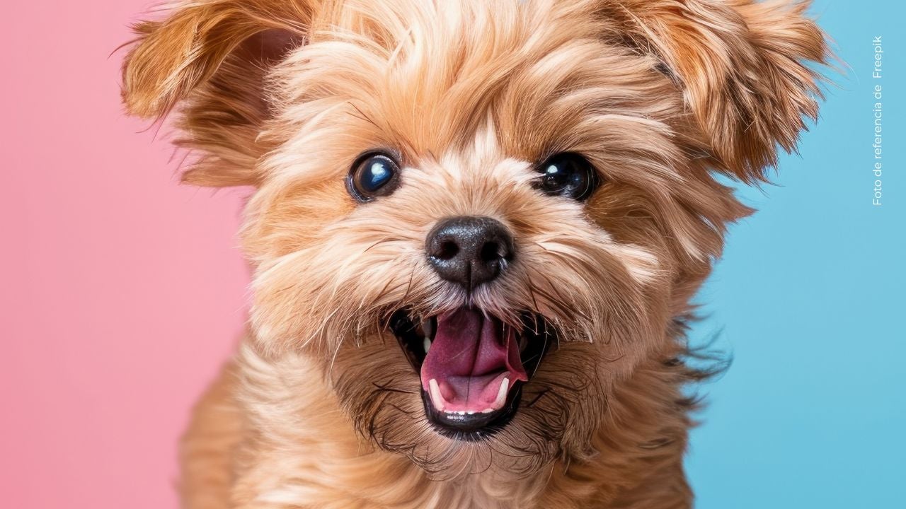 Ryan Castro confirmó que ya no está solo y presentó a su nueva “princesa” perruna