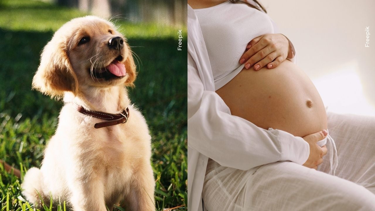 beneficios de los perros en el embarazo