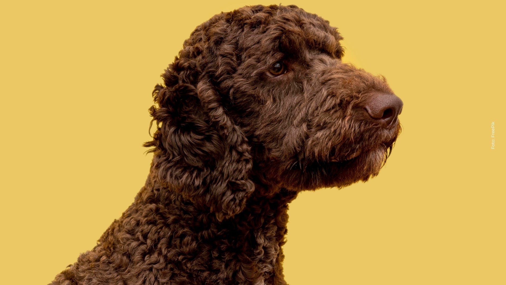 ¿Cuánto tiempo de esperanza de vida tienen los labradoodles?